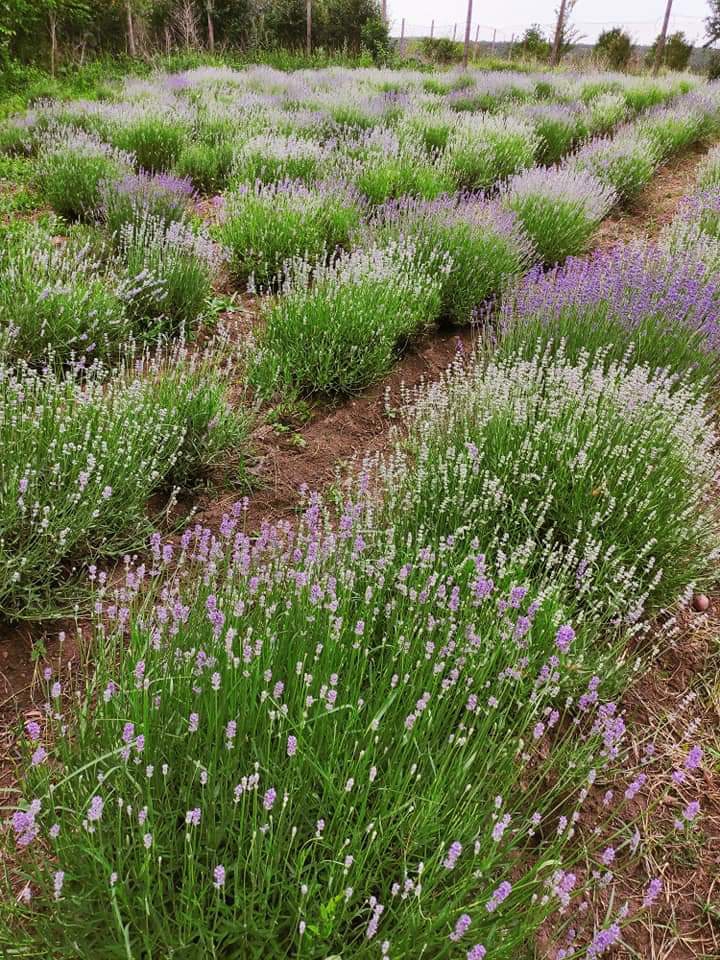 Lavander field
