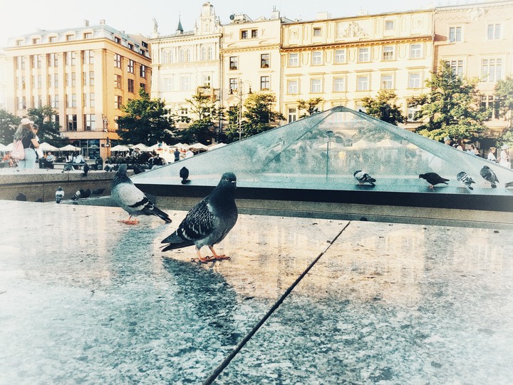 Pigeons