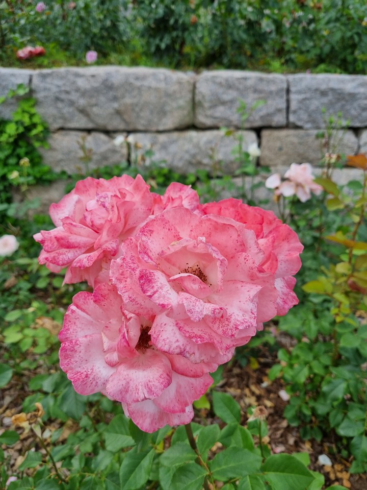 장미1