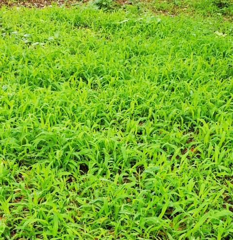 green grass