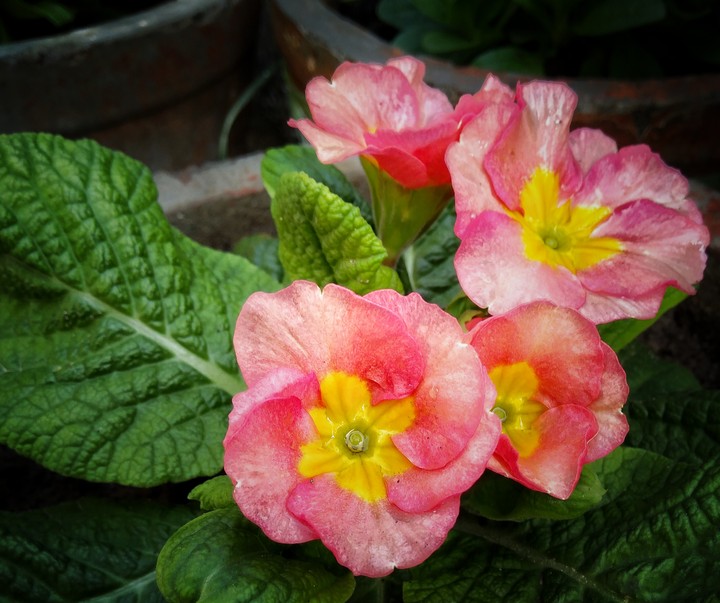 Flowe