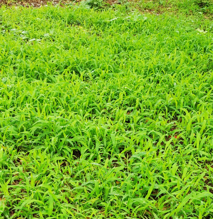 green grass