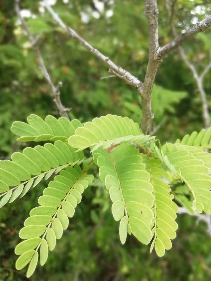 Tamarind leaves
