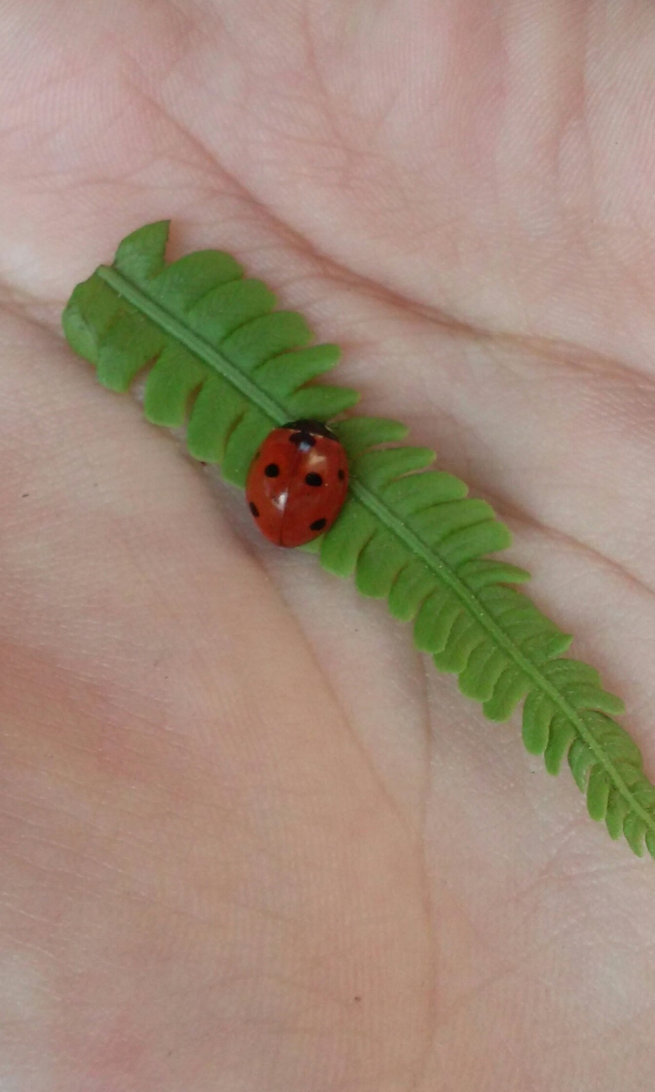 ladybird