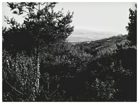 woodland, label háttérképek