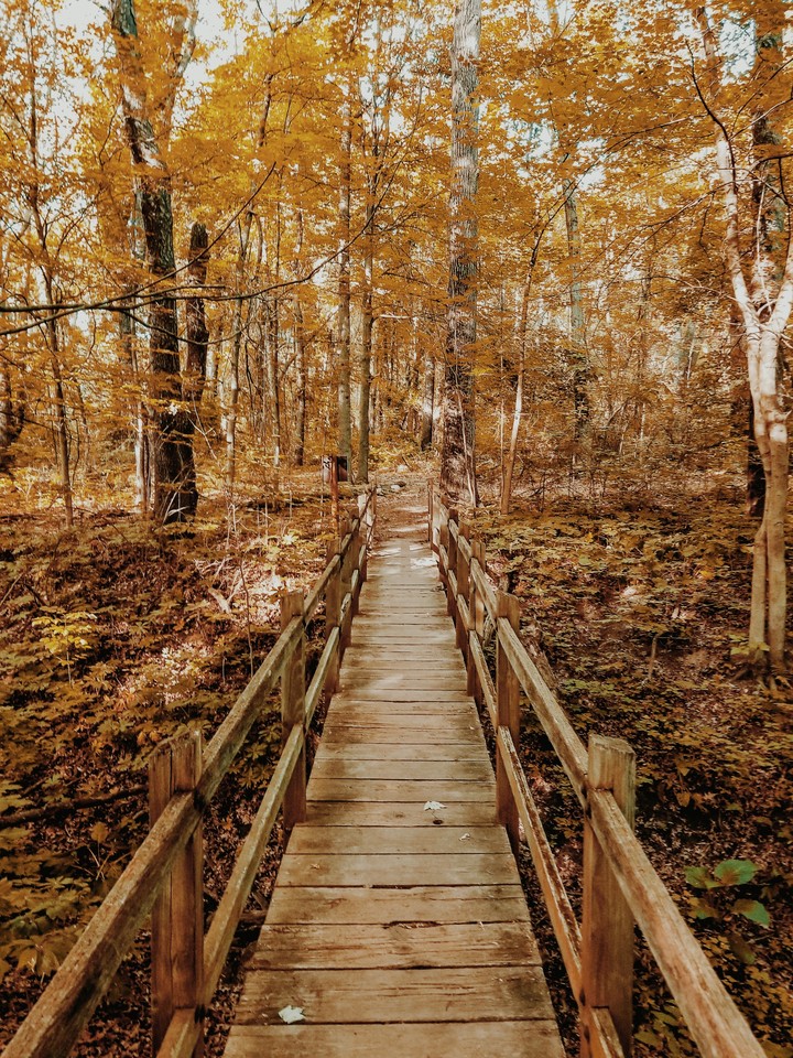 Wooden bridge