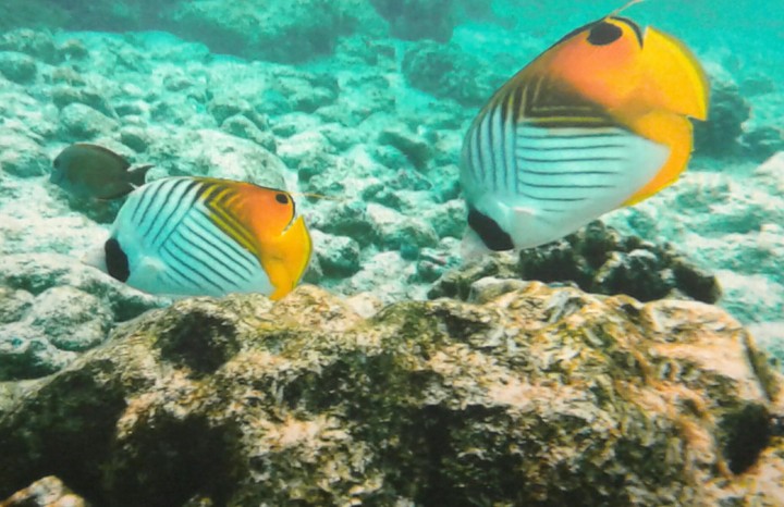 fish