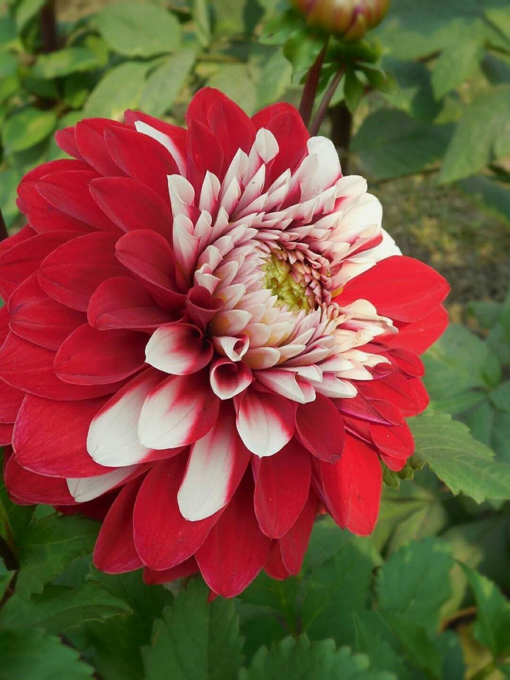Romantic Dahlia