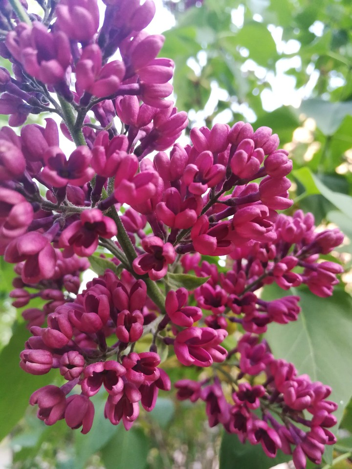 lilac