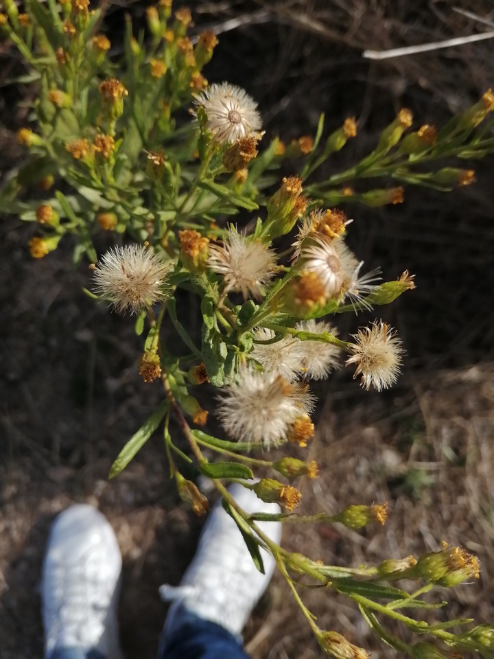 Plants