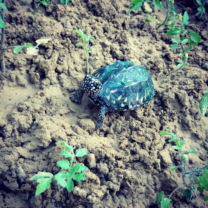 turle