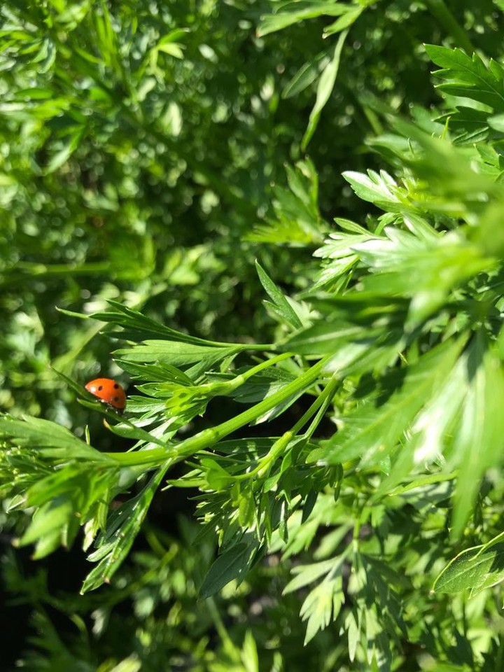 ladybug on the parsley