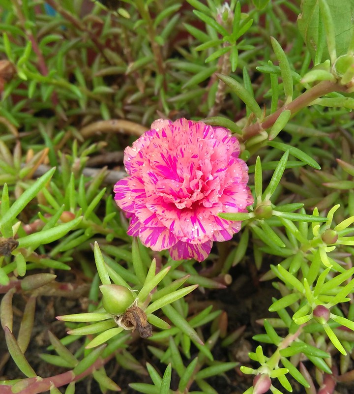 Pencil Flower