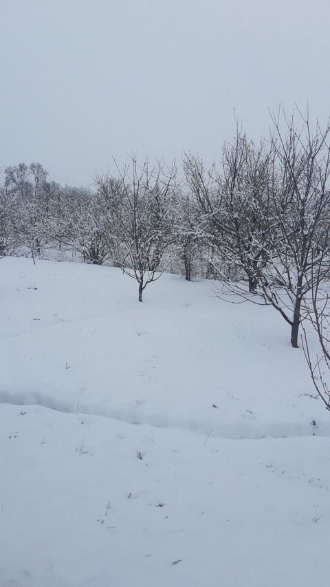 тапети plant, snow