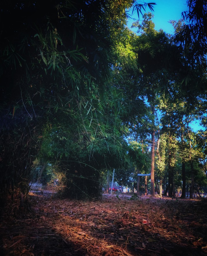 nature