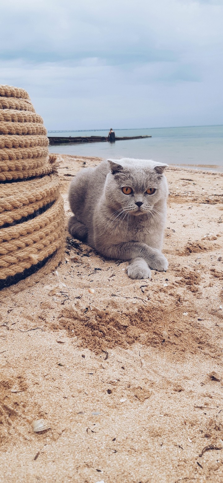 животные