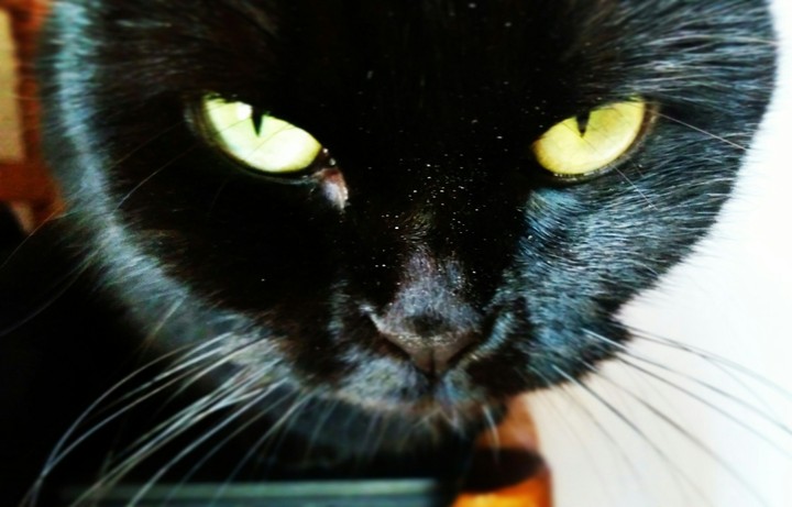 Zira the black cat