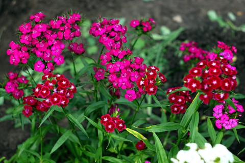 Carnations