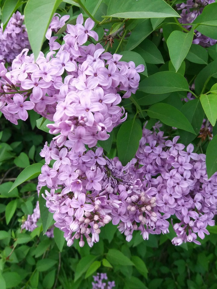 liliac