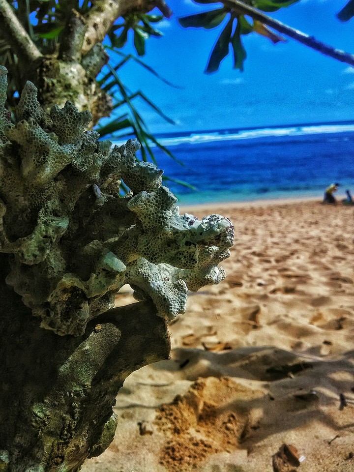 Mini Coral