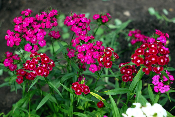 Carnations