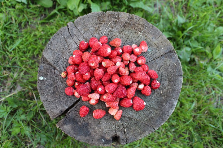 Berry by summer