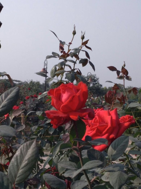 sfondi flora, flower