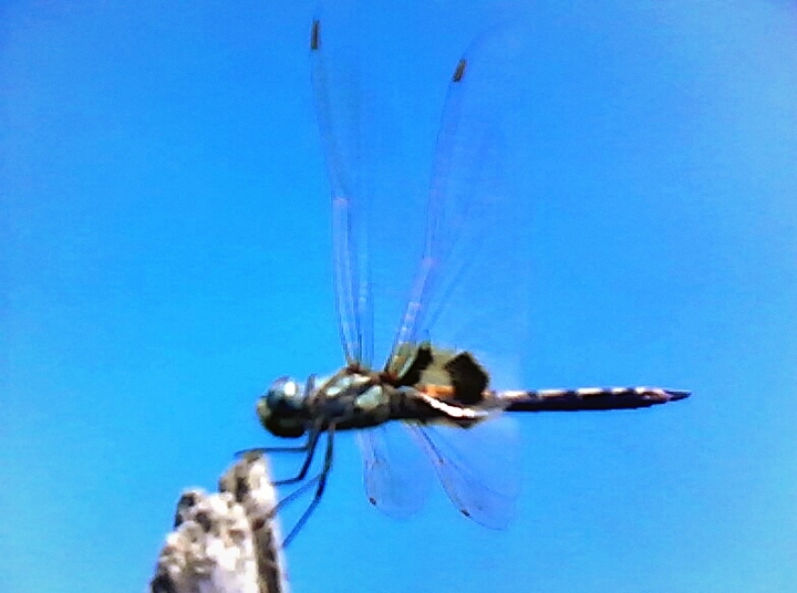 dragon fly in clearly sky