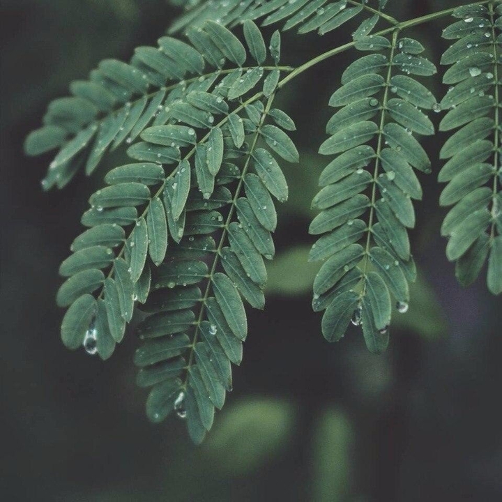 Green leaves
