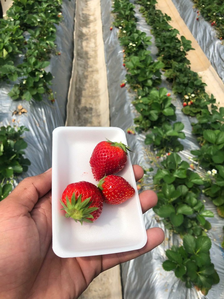 fresh strawberries