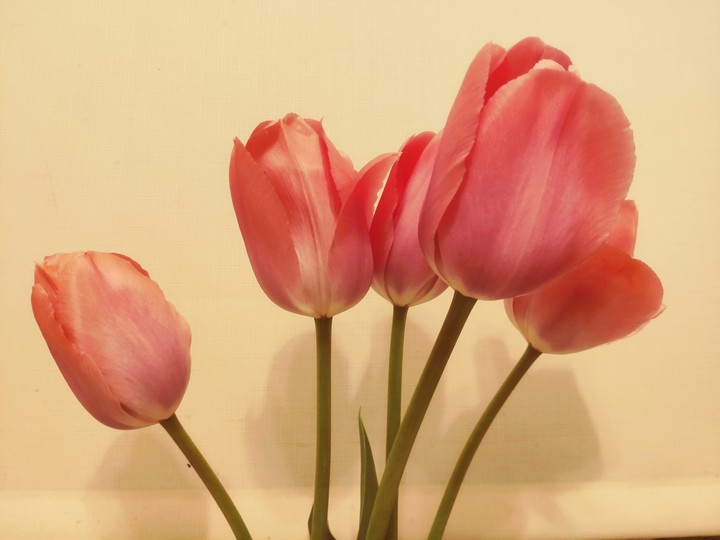 Tulip pink