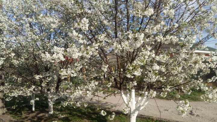 cherry blossoms