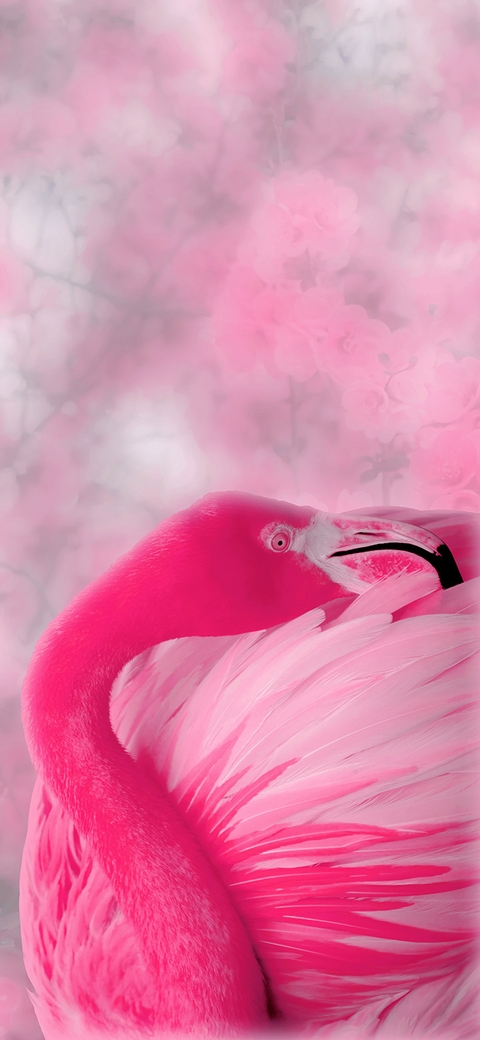 Beauty, Elegance wallpapers