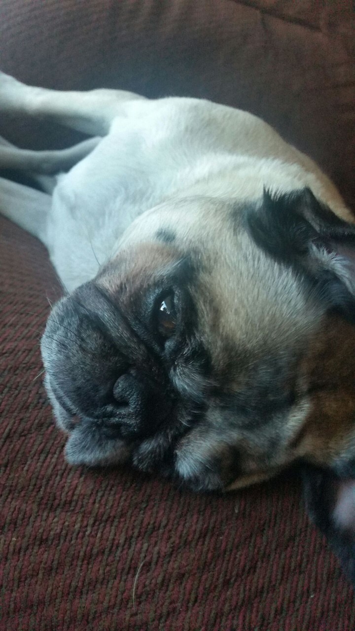 Sleepy Pug