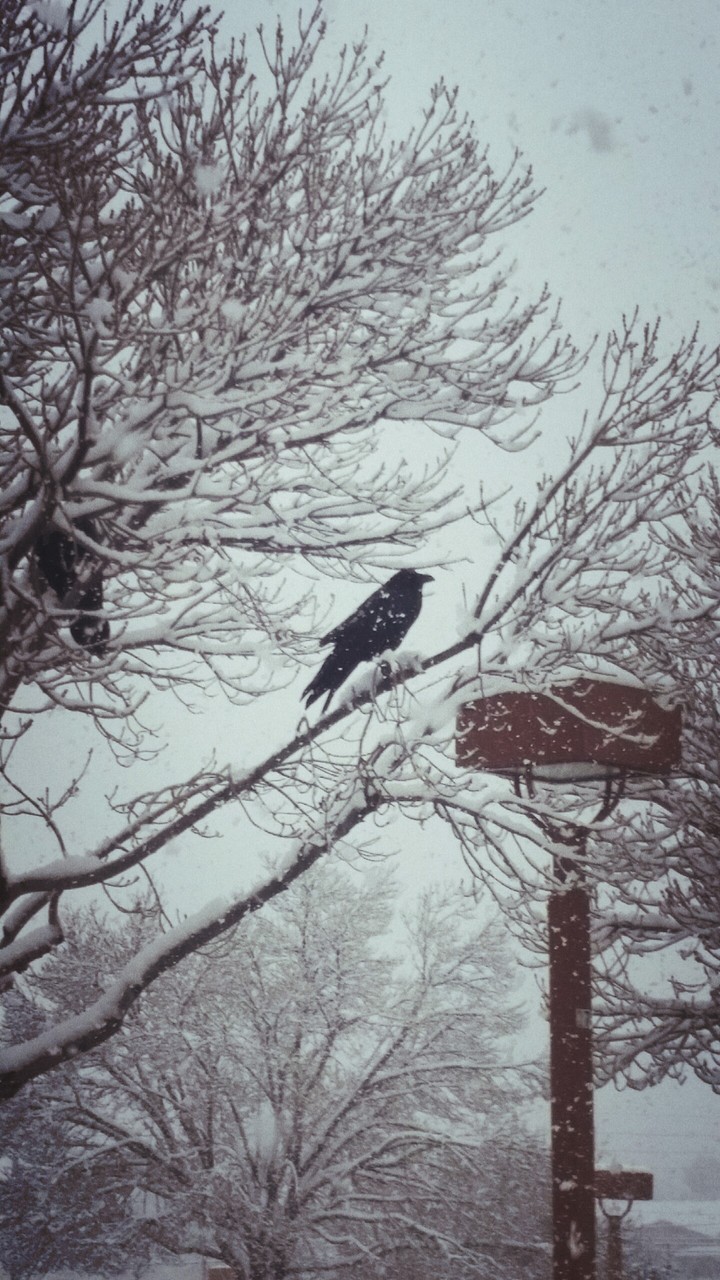 Winter Bird