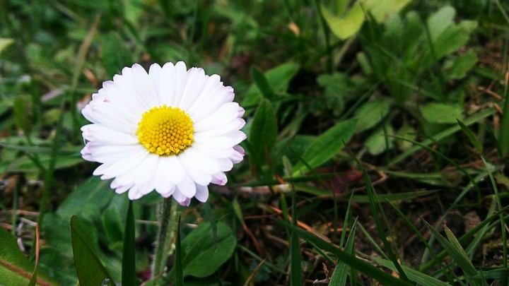 daisy