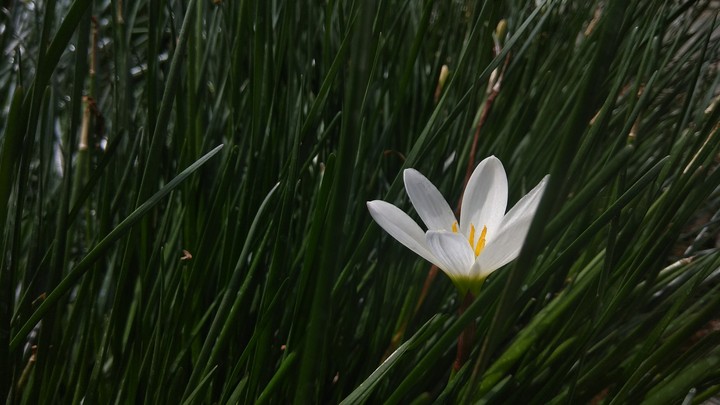 Grass flower