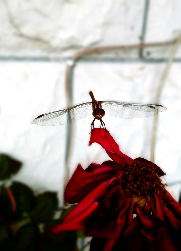 Dragonfly
