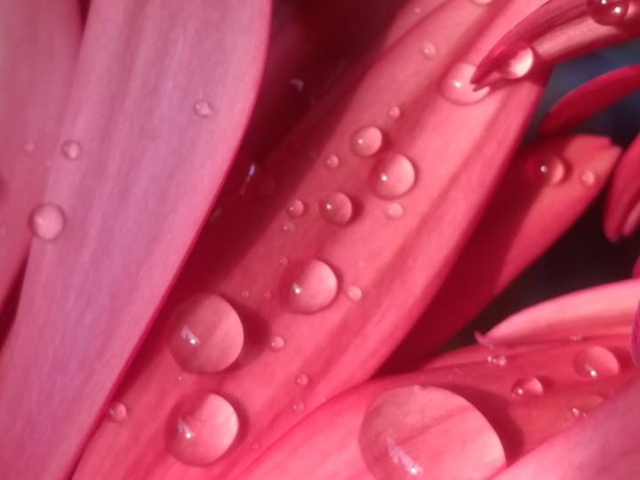 Dew Drops on a Flower