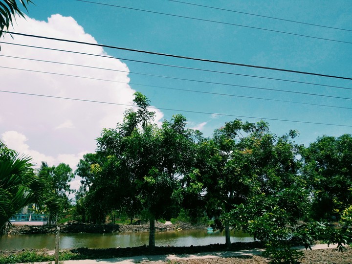 Trees