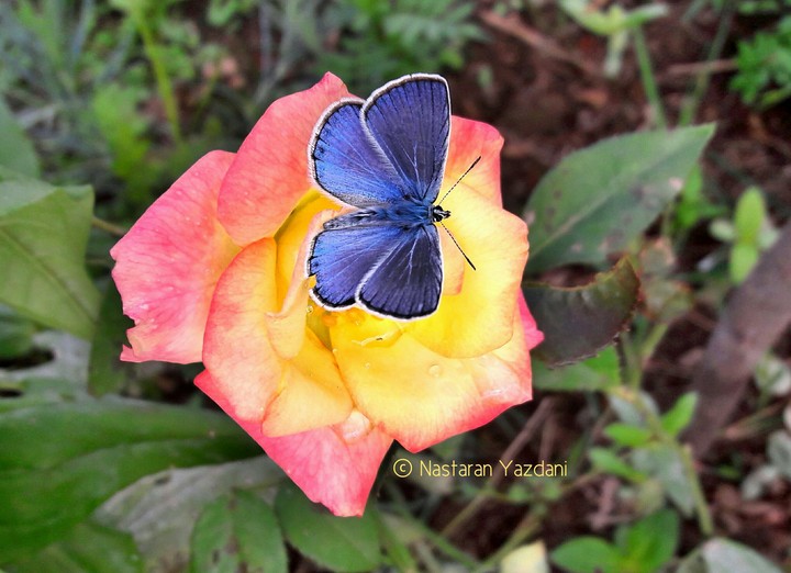 #beautiful#autumn#butterfly