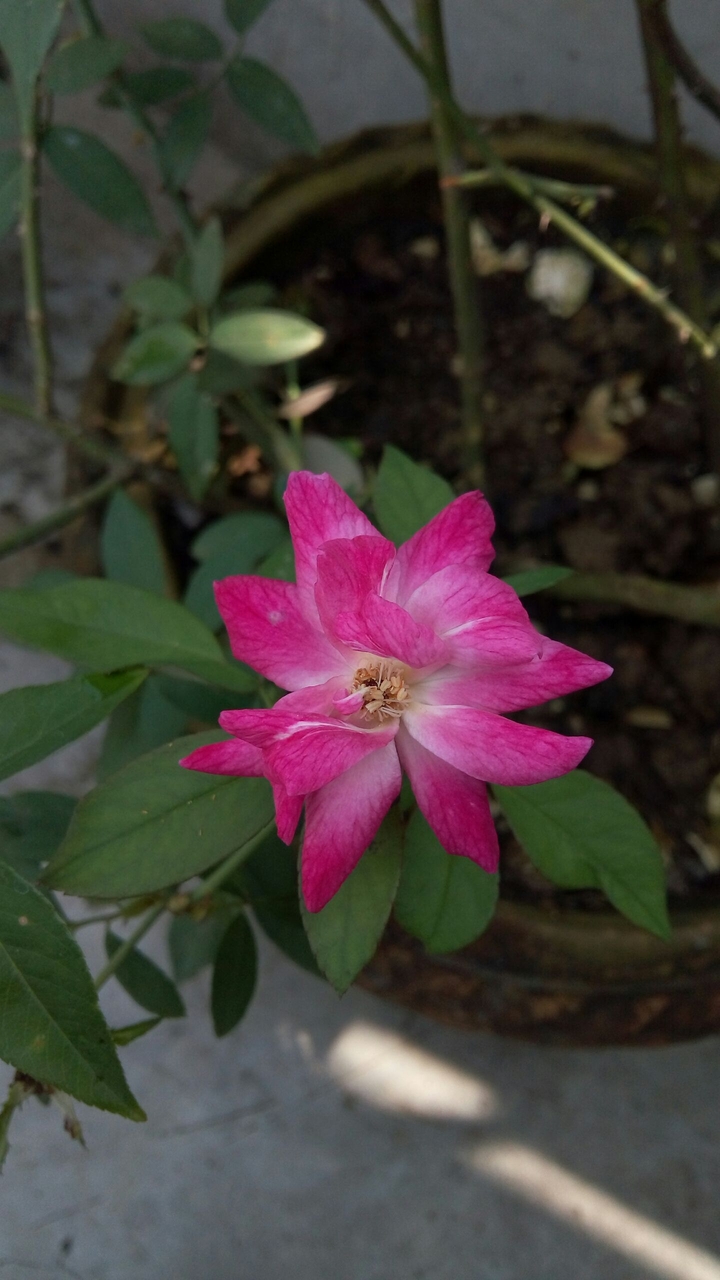 pink rose