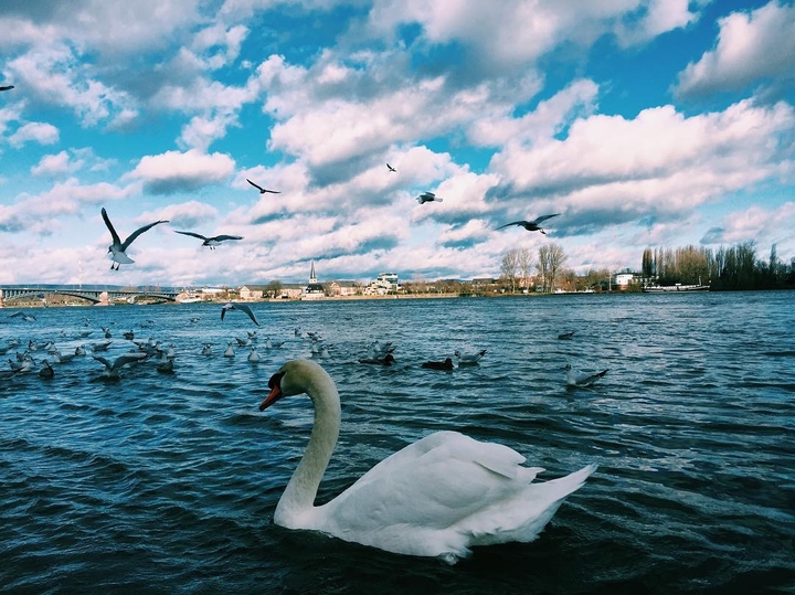 Лебедь