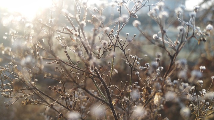 Frozen plants