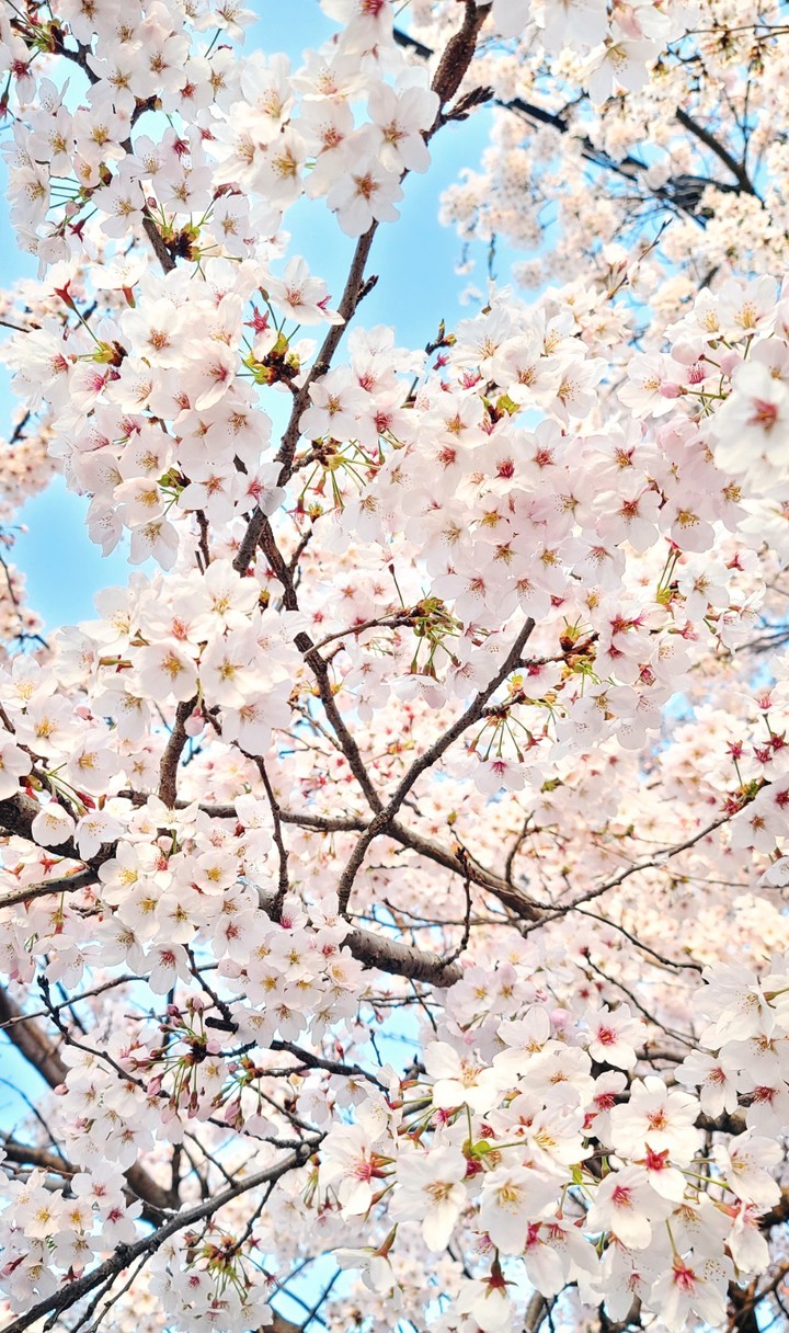 벚꽃 cherry blossom