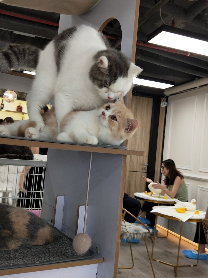 cats communication