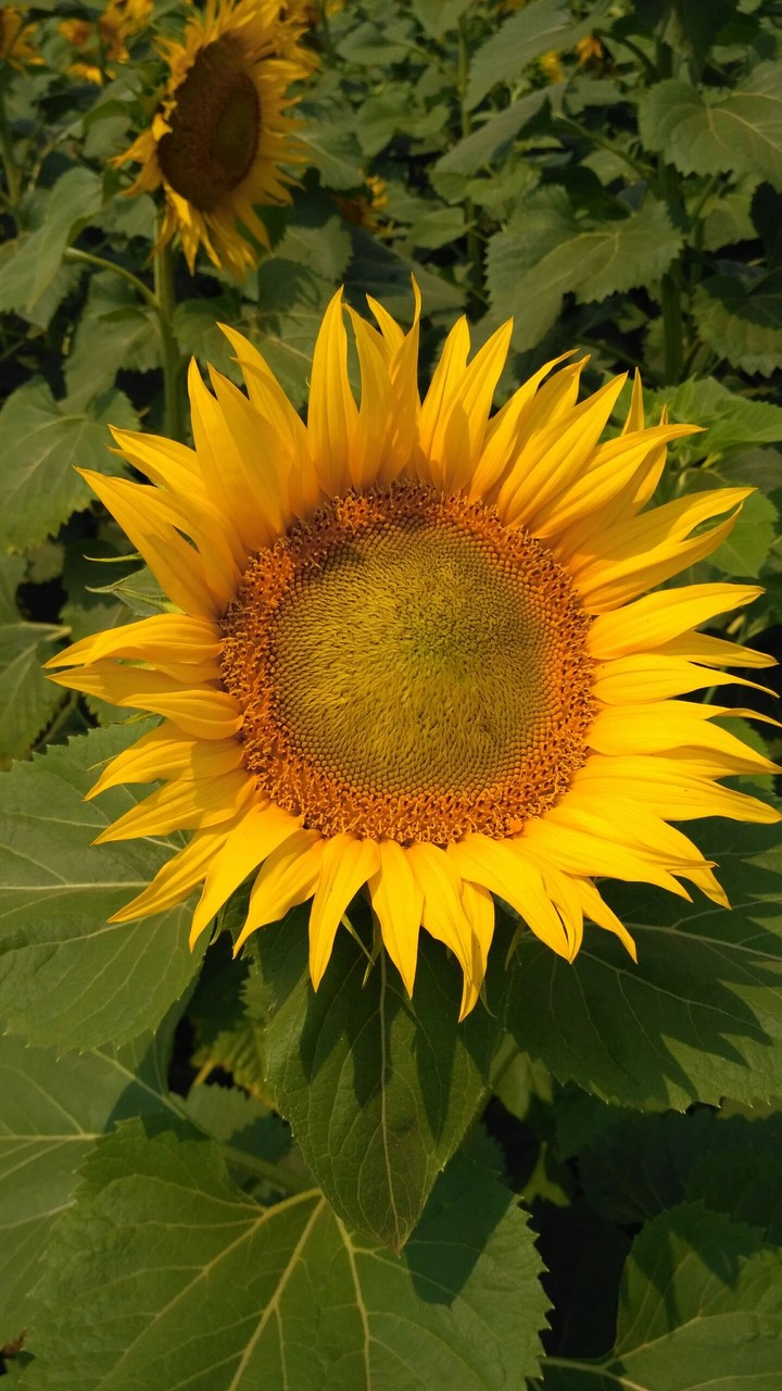 sunflower