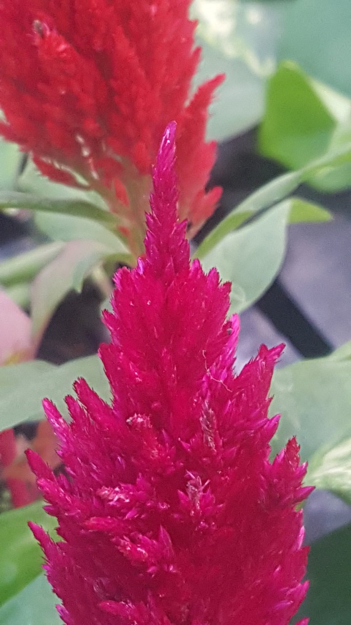 Velvet flower