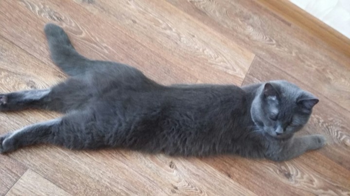 cat