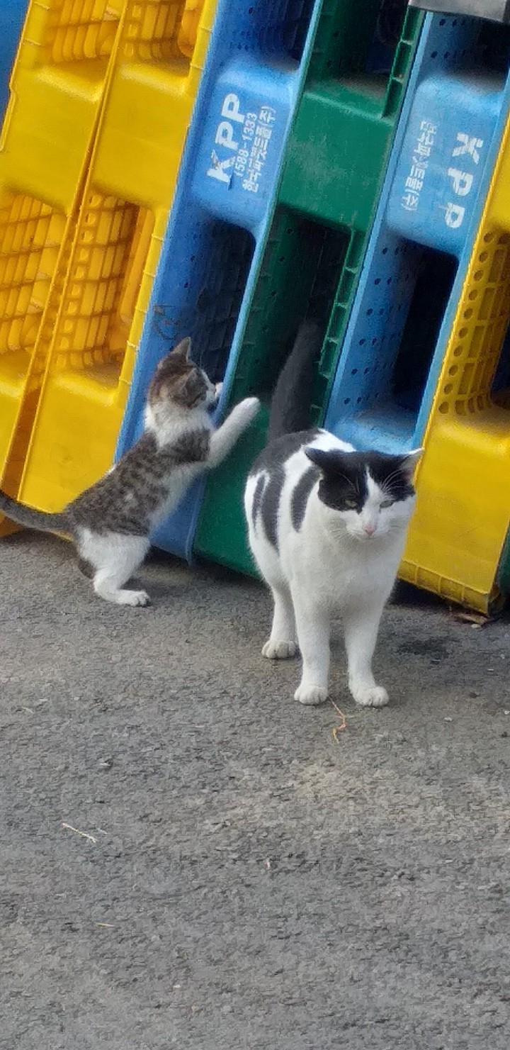 cat